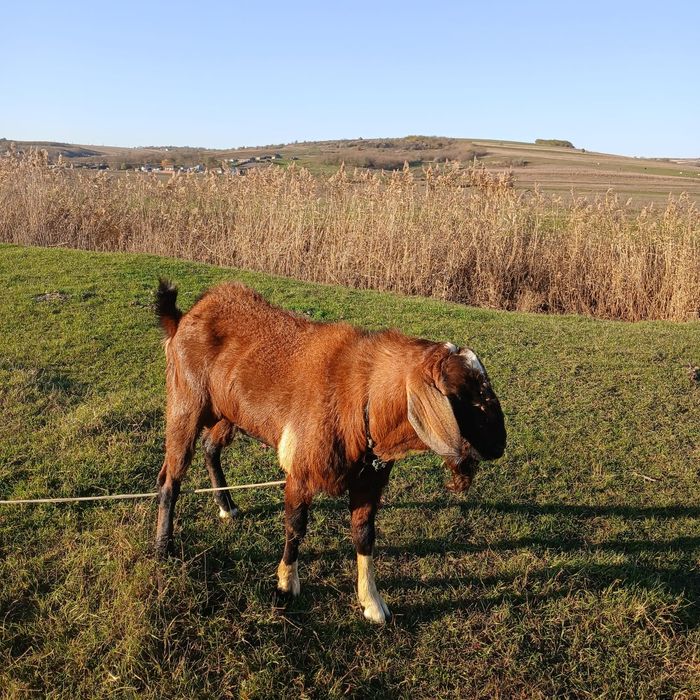 Vând un țap frumos