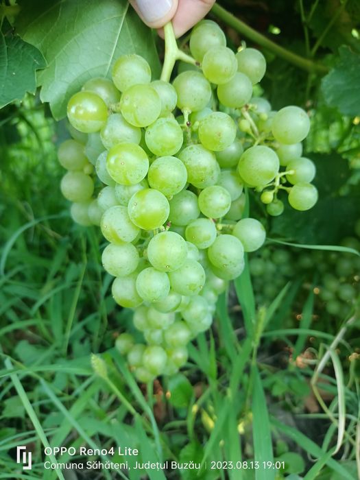 Struguri de vanzare