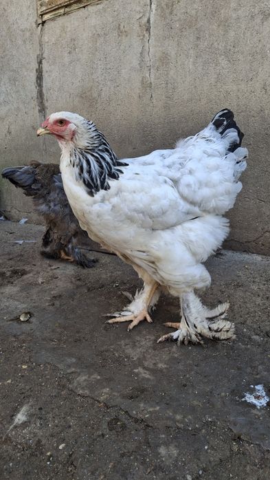 Vând  găină brahma HD