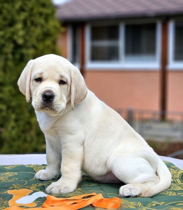 Сладенькие Лабродетки