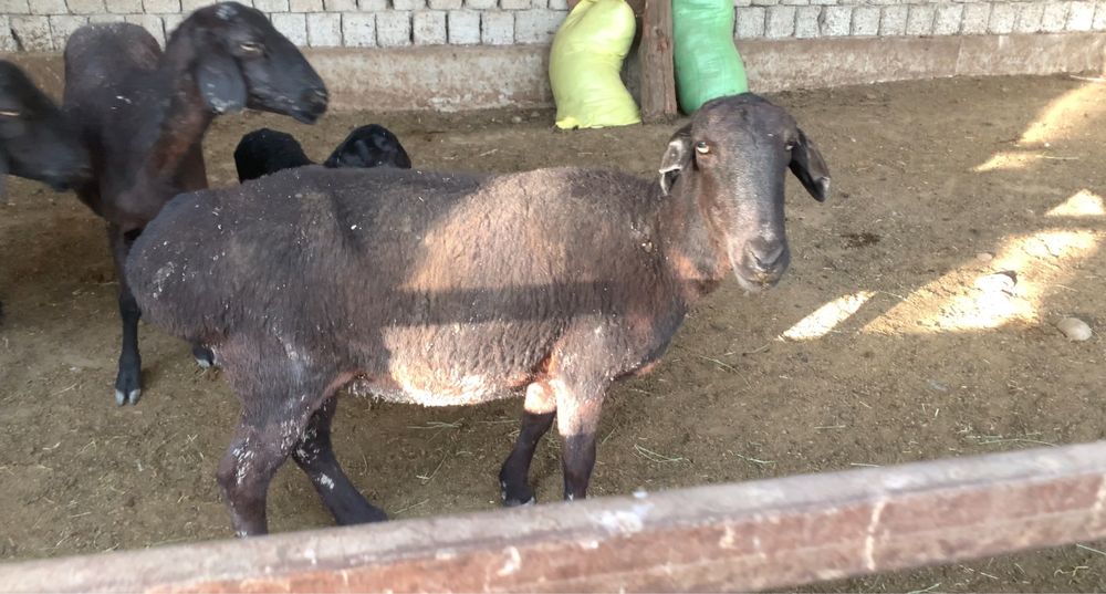 Қўйлар сотилади (Совлиқлар)