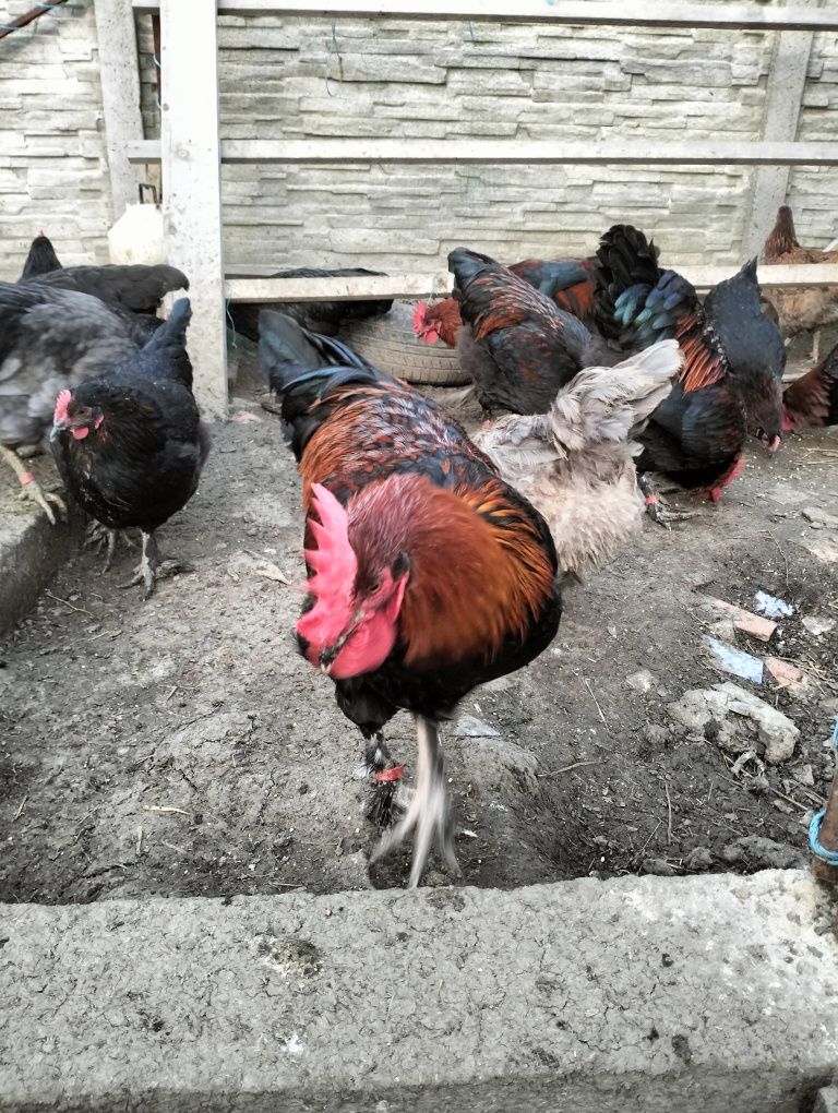 Cocosi Marans 4.5 luni