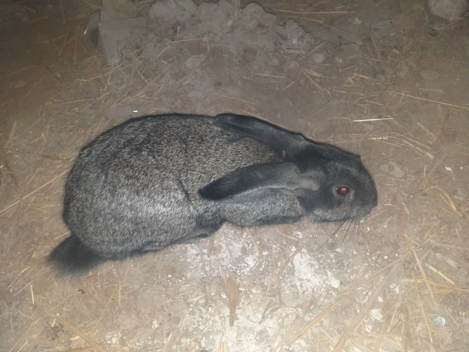 Erkak quyon sotiladi