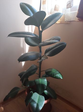 Ficus planta de interior