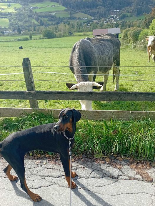 Mascul Doberman 9 luni.