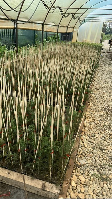 Cupressus leylandii 40 cm