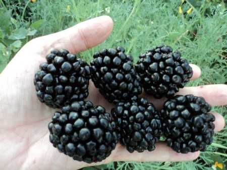 Butasi Mur Soiul Polar Si Alte Soiuri In Comentariu