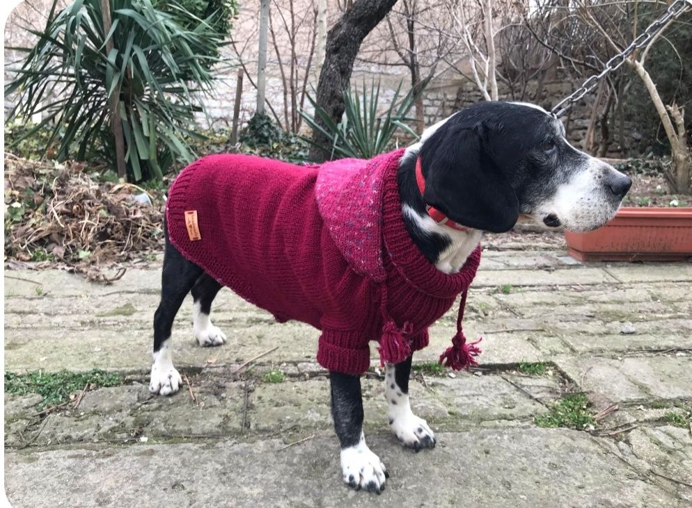 Плетен пуловер за куче