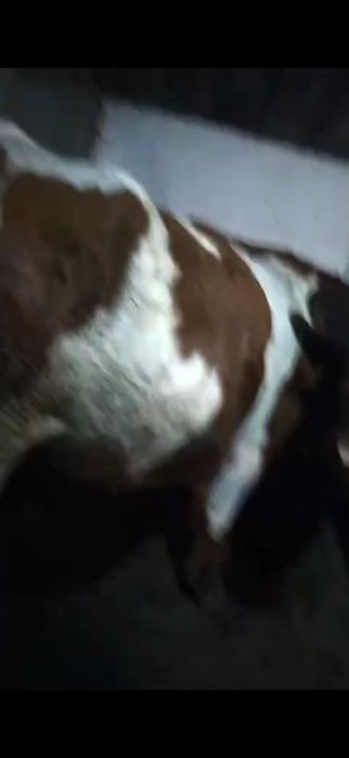 Продам корову . Стильная.  Будет телиться вторым отелом .