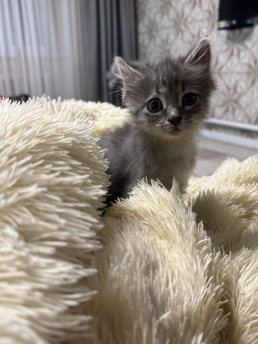 Отдам котенка в добрые руки с доставкой