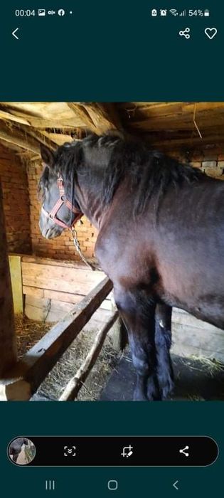 Mânz de un an jumătate . Armăsar