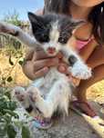Pisici pentru adoptie