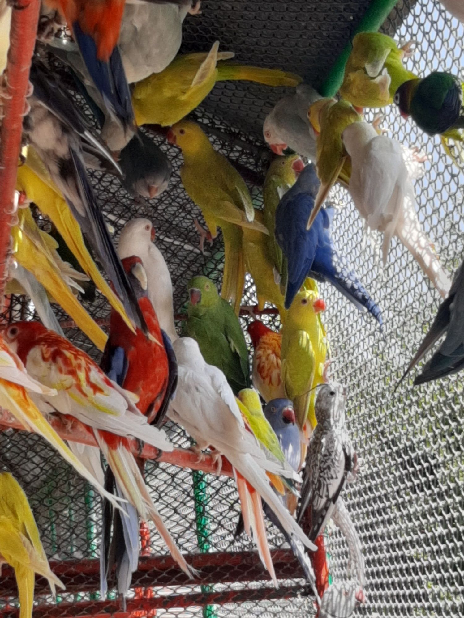 Papagali diferite specii