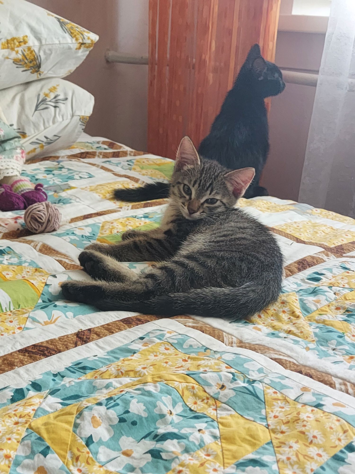 Котята,  2 месяца , в добрые руки