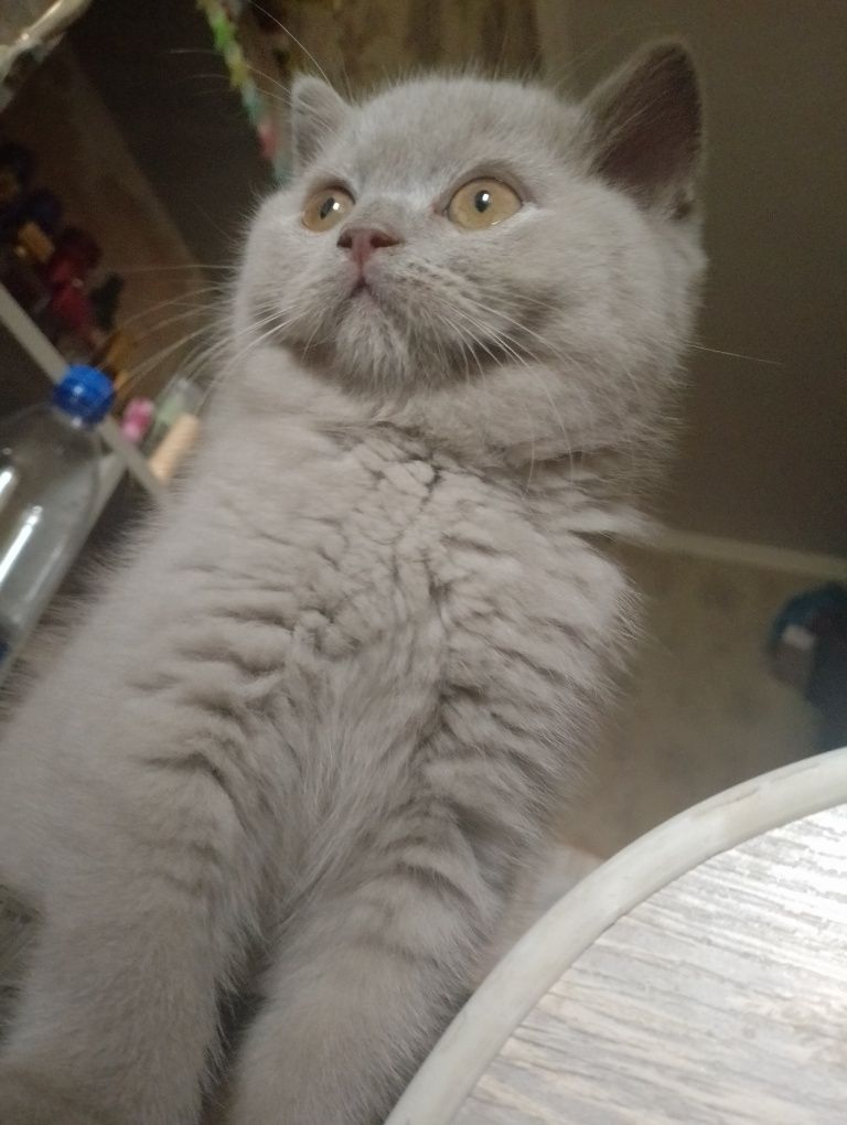 Продаю котят шотландская