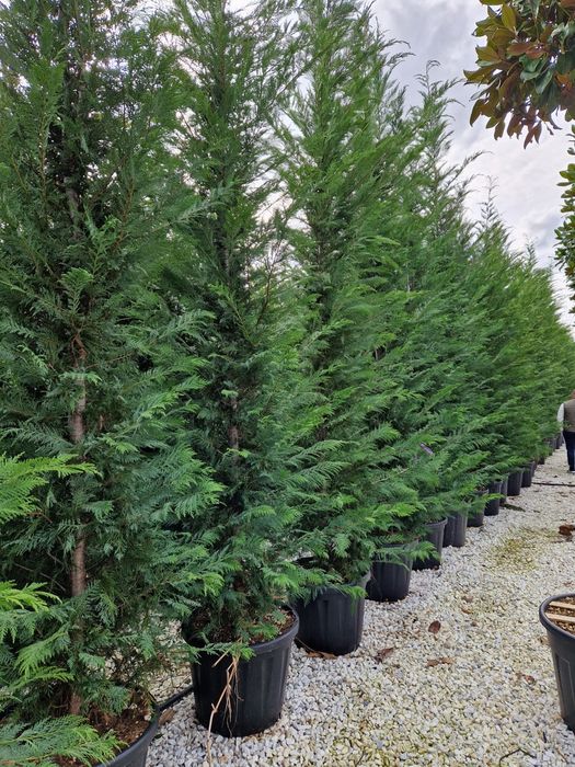 Chiparos leylandii ( cupressocyparis leylandia) gard viu verde vesnic