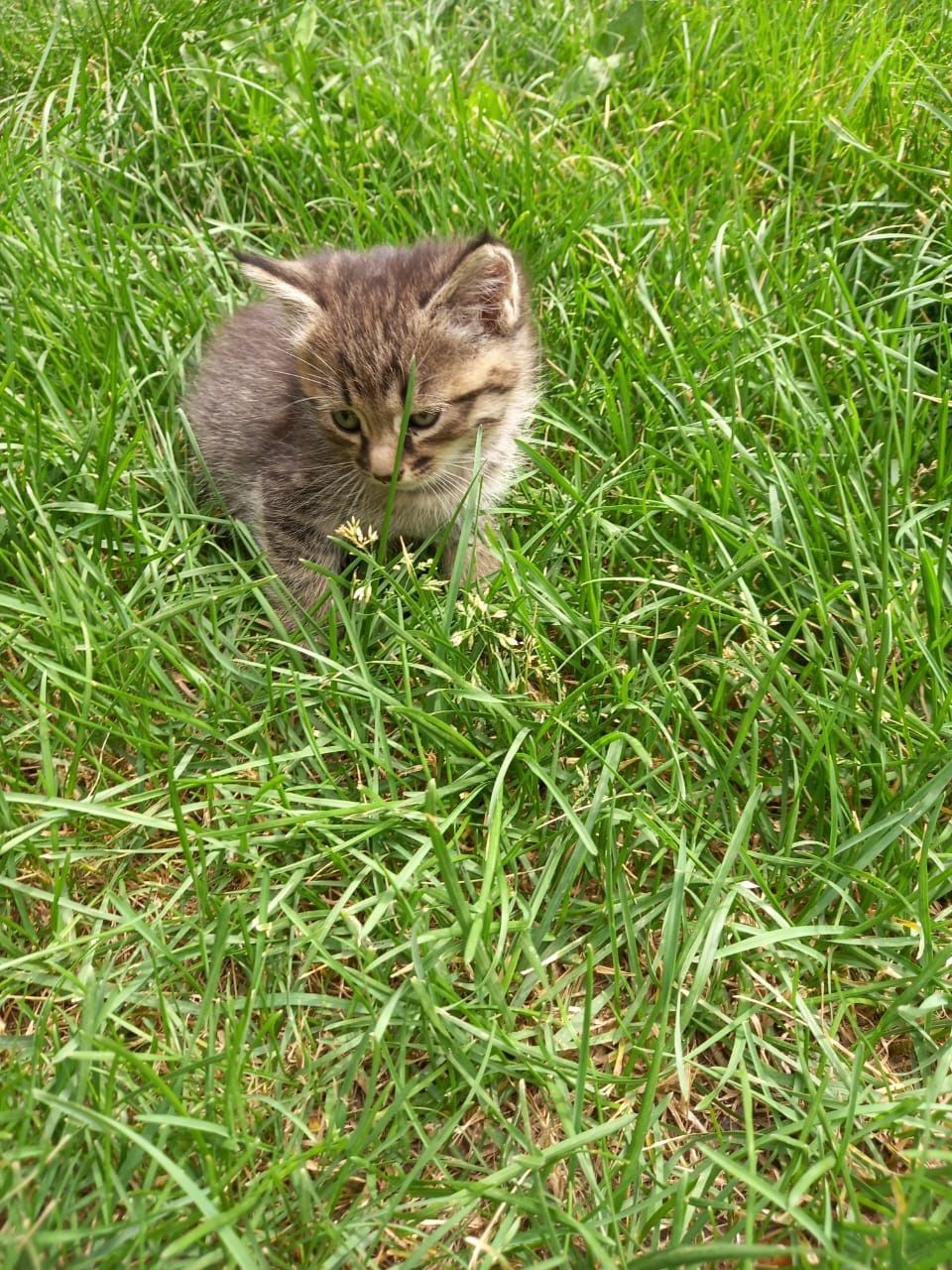Котята ищут добрых хозяев