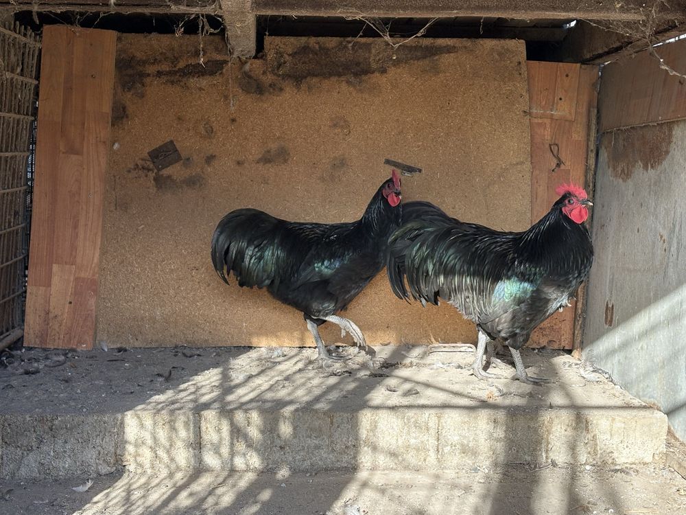 Oua australorp negru si albastru