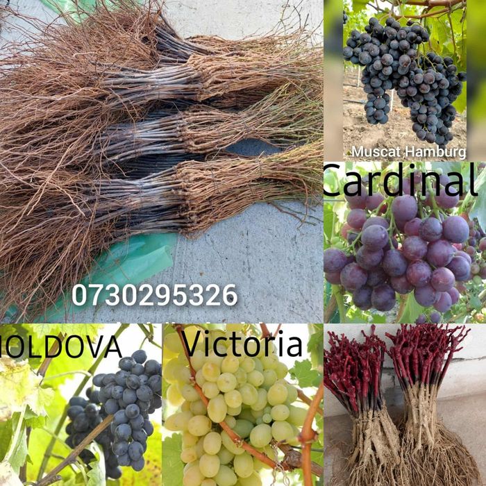 Vând Butasi vita de vie Altoita și Hibridă direct de la PRODUCĂTOR