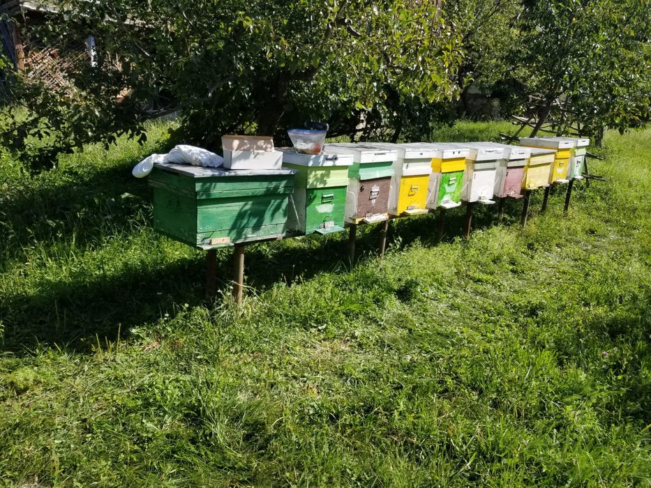 Vând 8 stupi cu cat – pregătiți pentru iarnă