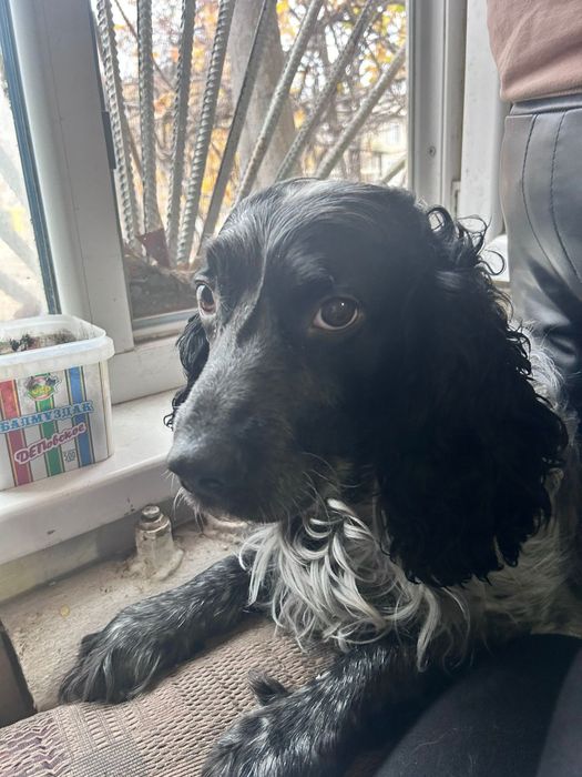 Отдам собаку спаниель в хорошие руки