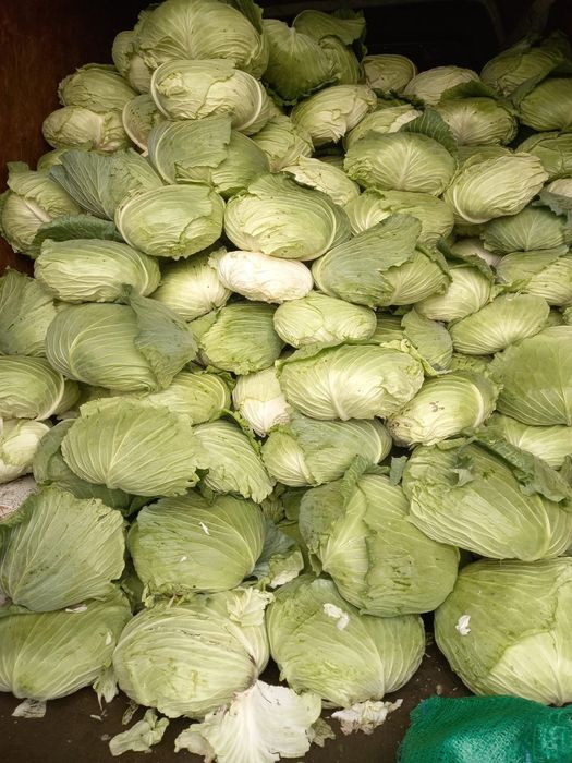 Varză plată de sarmale