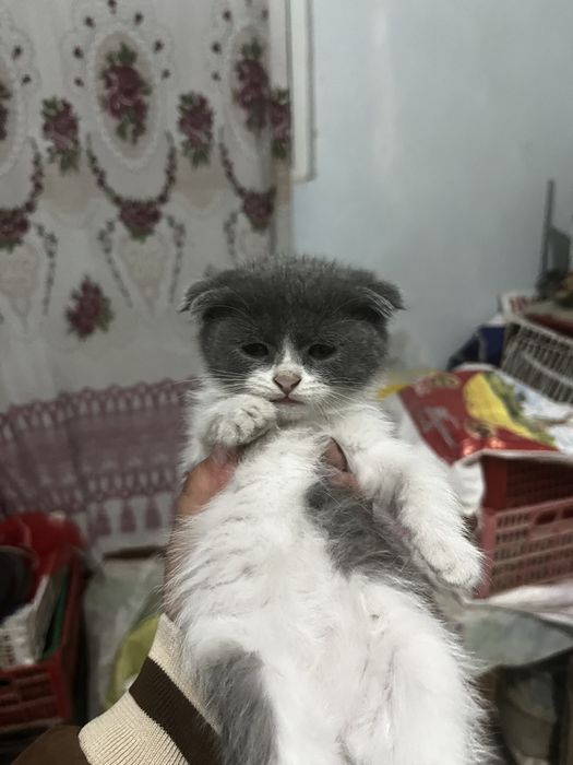 2 oylikdan kattaroq boldi