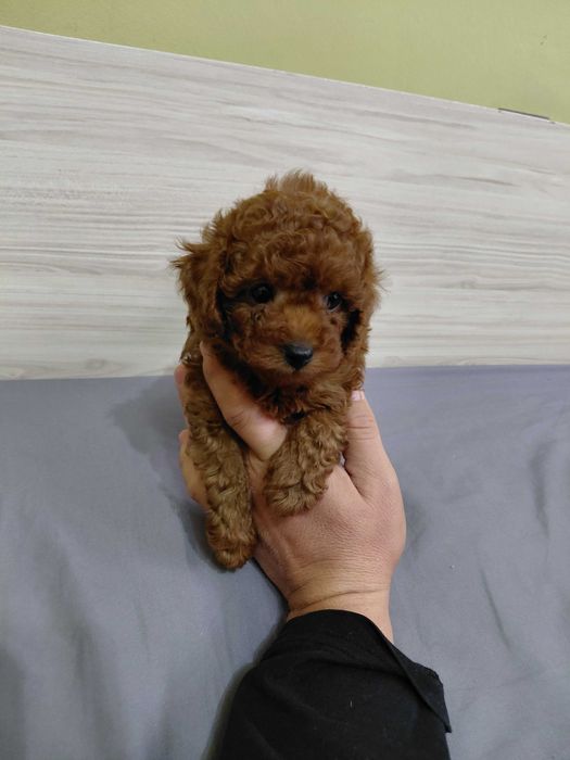 Пудел той мъжко и женско