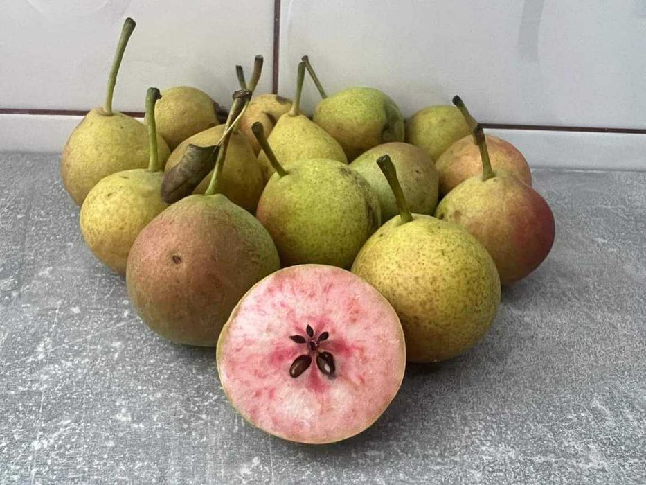 Nuc Chandler Aluni Nectarin Pruni Visin Paulownia  Coacaz  Aronisa Tei