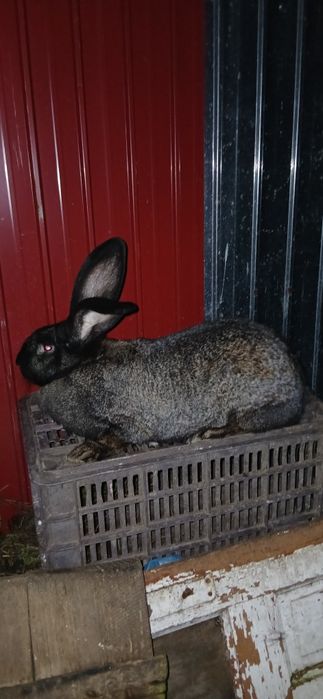 Vand   uriași german mascul si femela