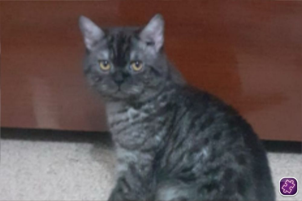 Отдам кота в добрые руки