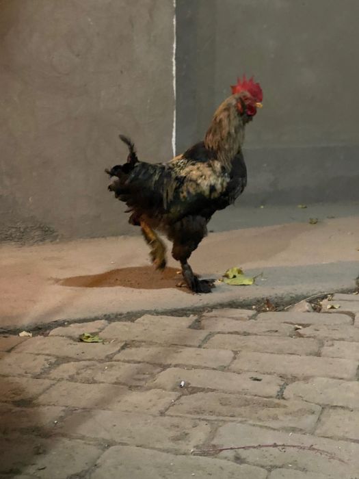 Tovuq xoʻrozlar sotiladi