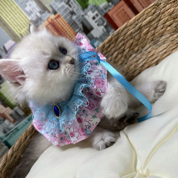 Annyela – fetiță Scottish Straight Longhair cu ochi albaștri superbi