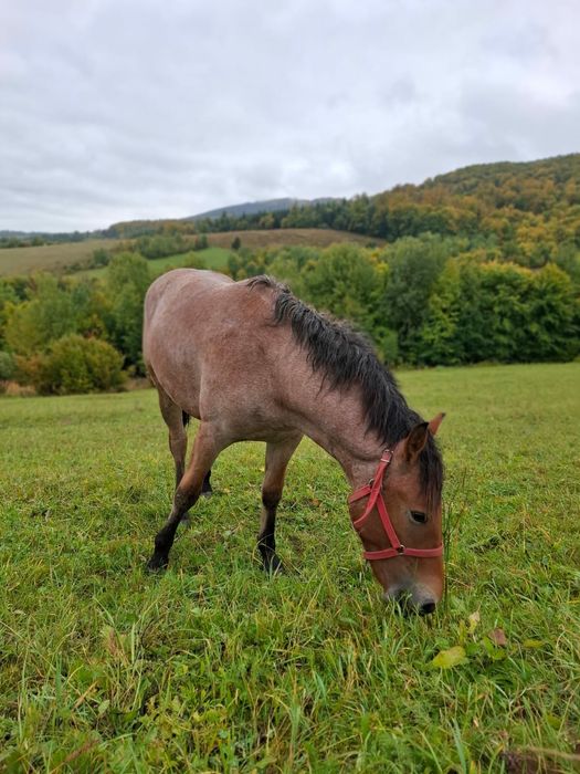 Am Mânză de vanzare