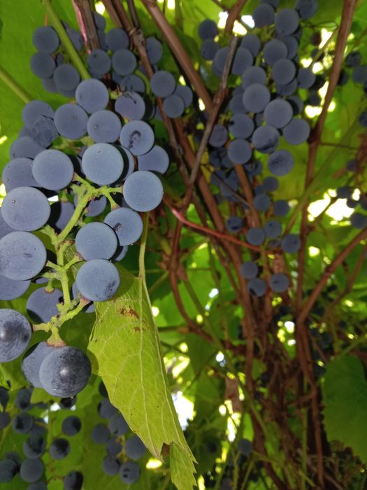 Продам дом 5 комнат шлакобетона 1968 г.