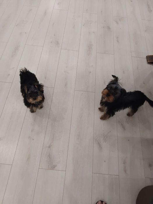 Йорки териер и Йорк териер мини