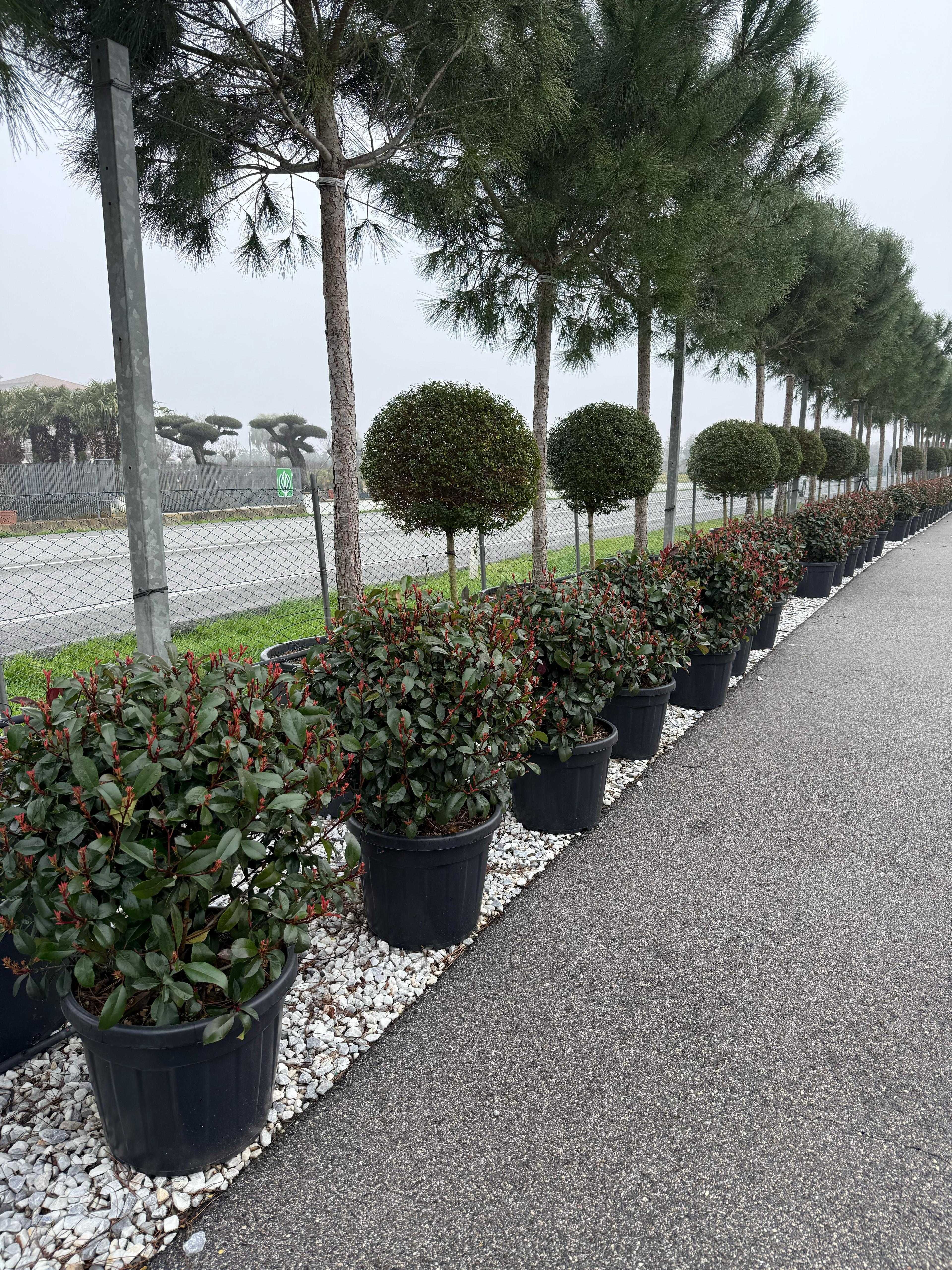 Plante ornamentale pentru o grădină spectaculoasă – Transport Gratuit!