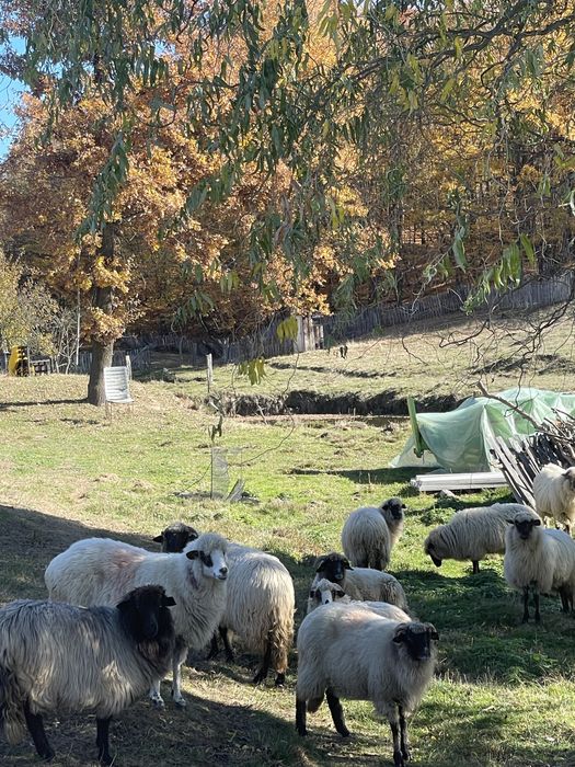 Anunț de vânzare – oi metiș carabașa + berbec