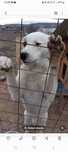 Donez metis dog argentinian( Falticeni)