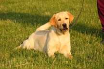 labrador cu pedigree
