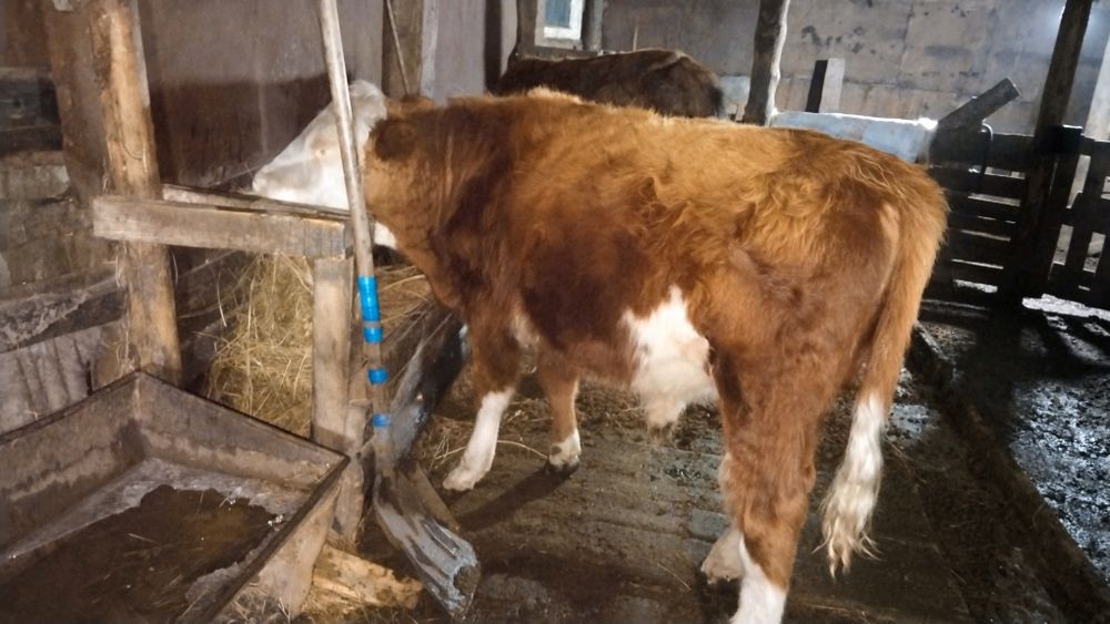 Соғым сатылады..