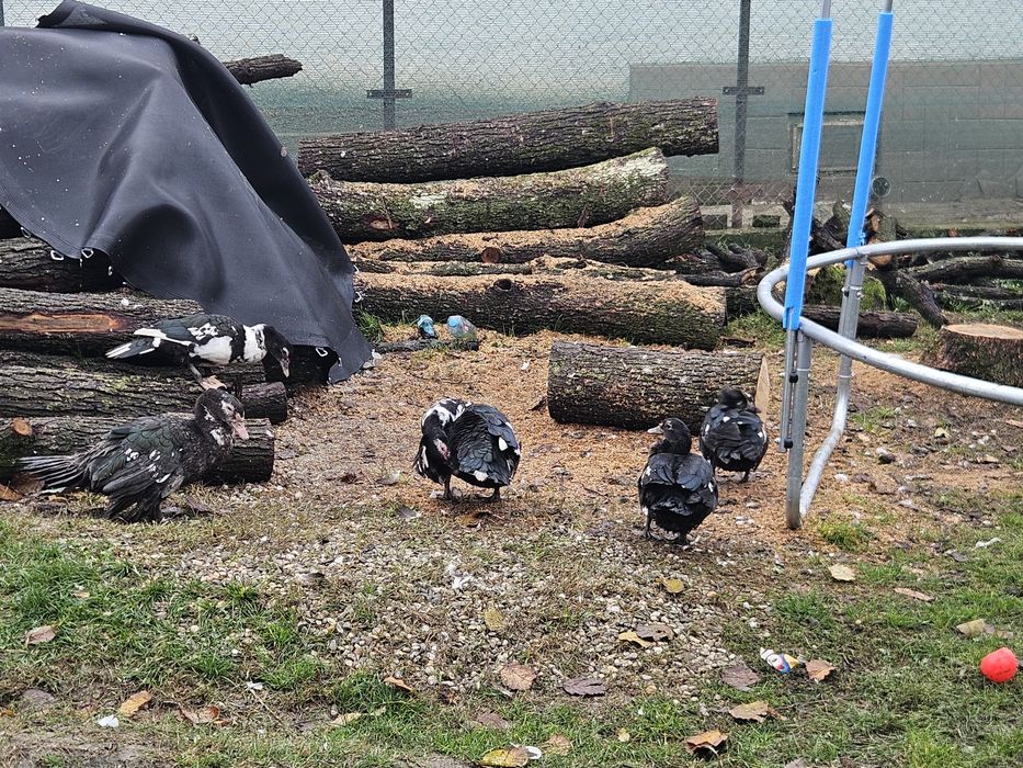 Rate lesesti de anul acesta