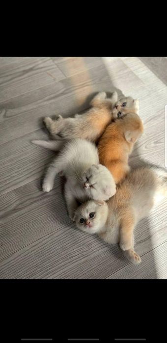 Котята Scottish Fold. Лоток, домик, когтеточка входят в сумму.