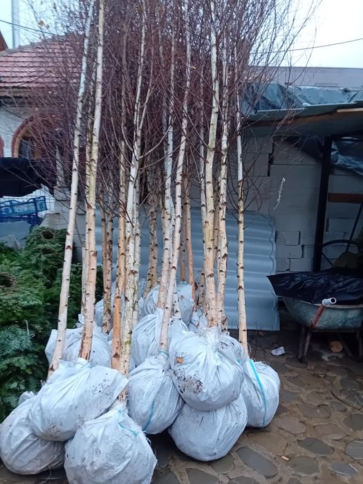 Vând mesteacăn alb ornamental