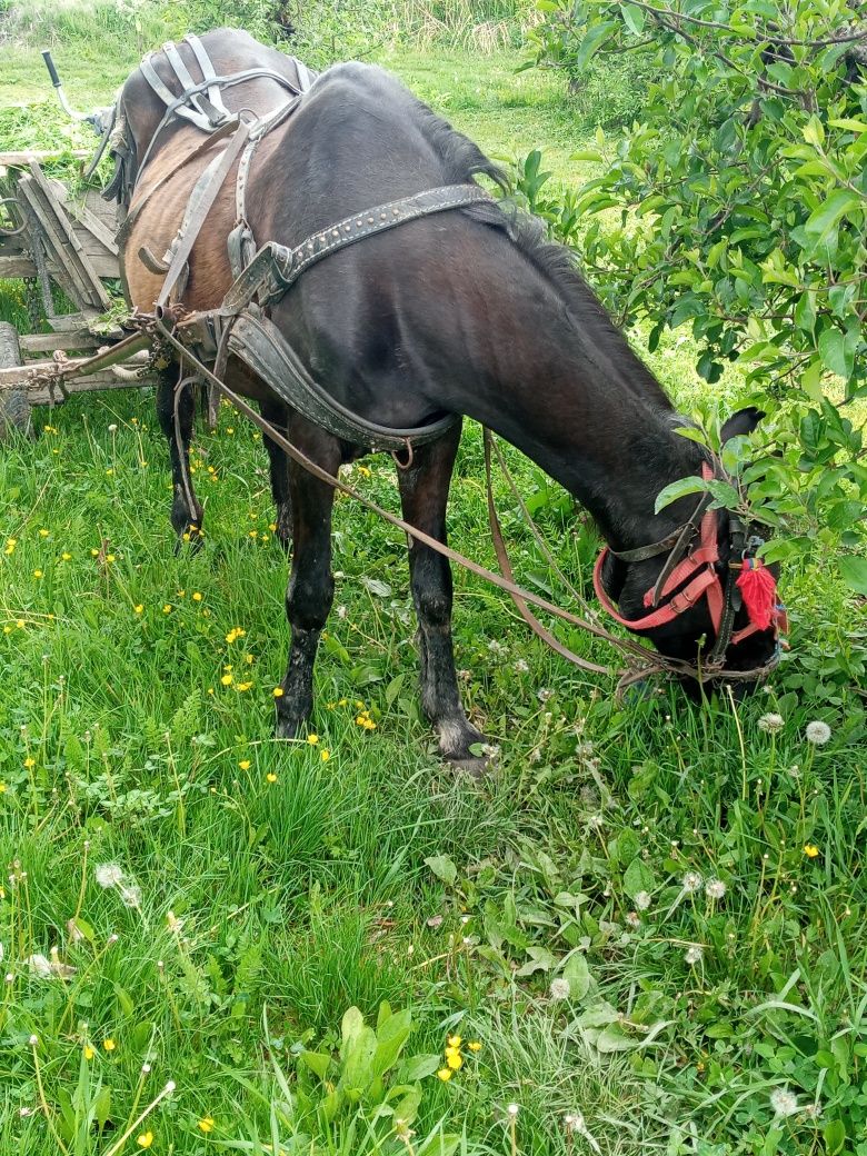 İapă de vânzare.buną la pădure .