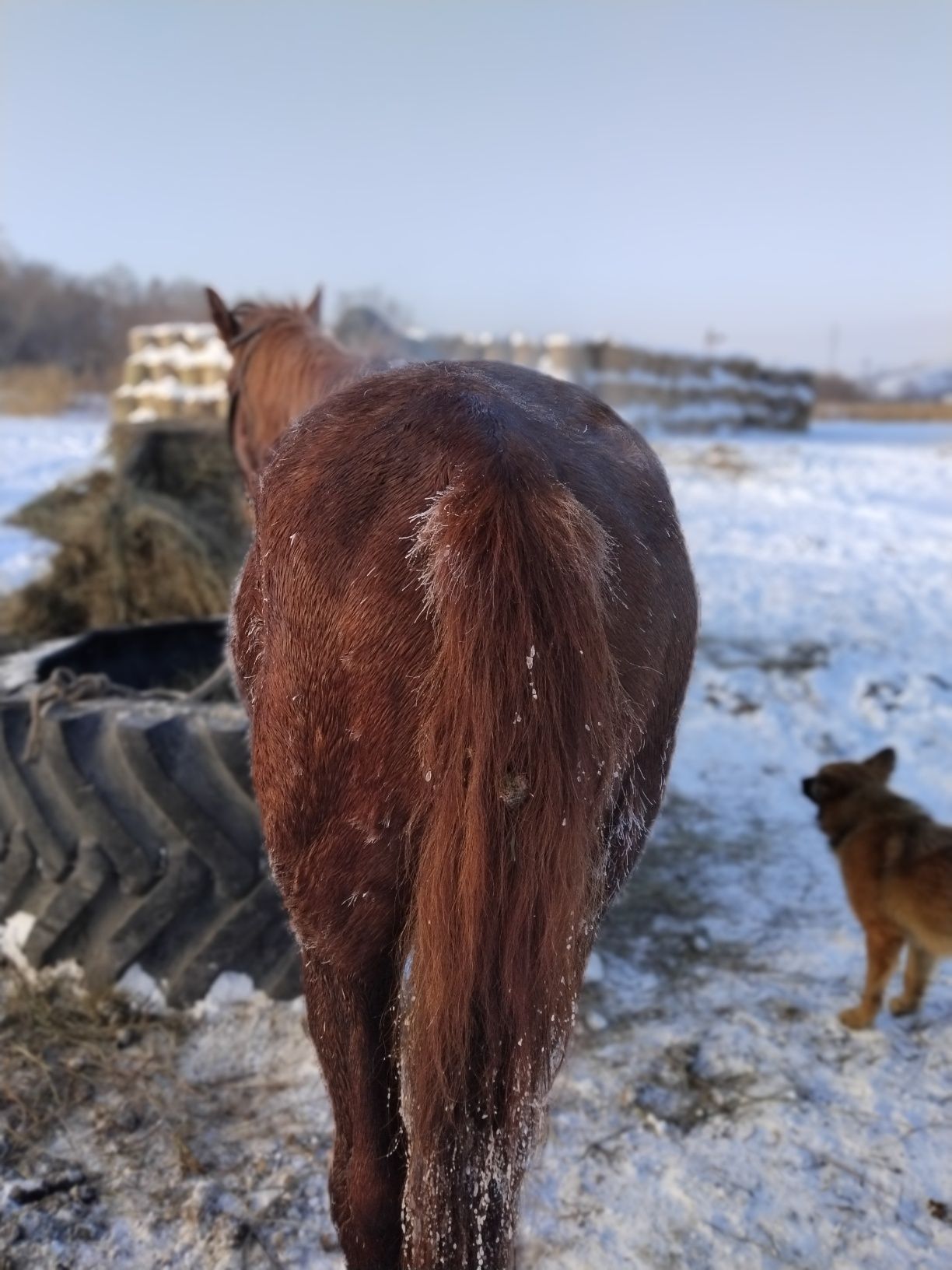 Лошадь жеребец обучены