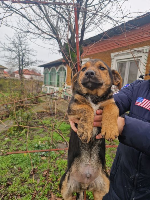 Ofer spre adopție un catelus cuminte