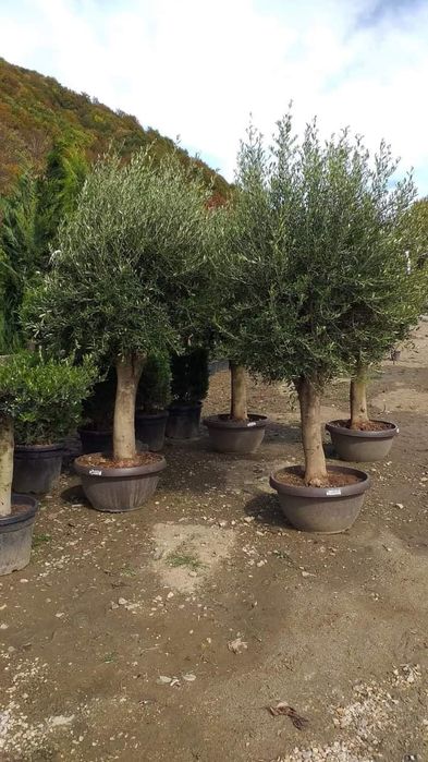 Scoruș de munte ,maslin