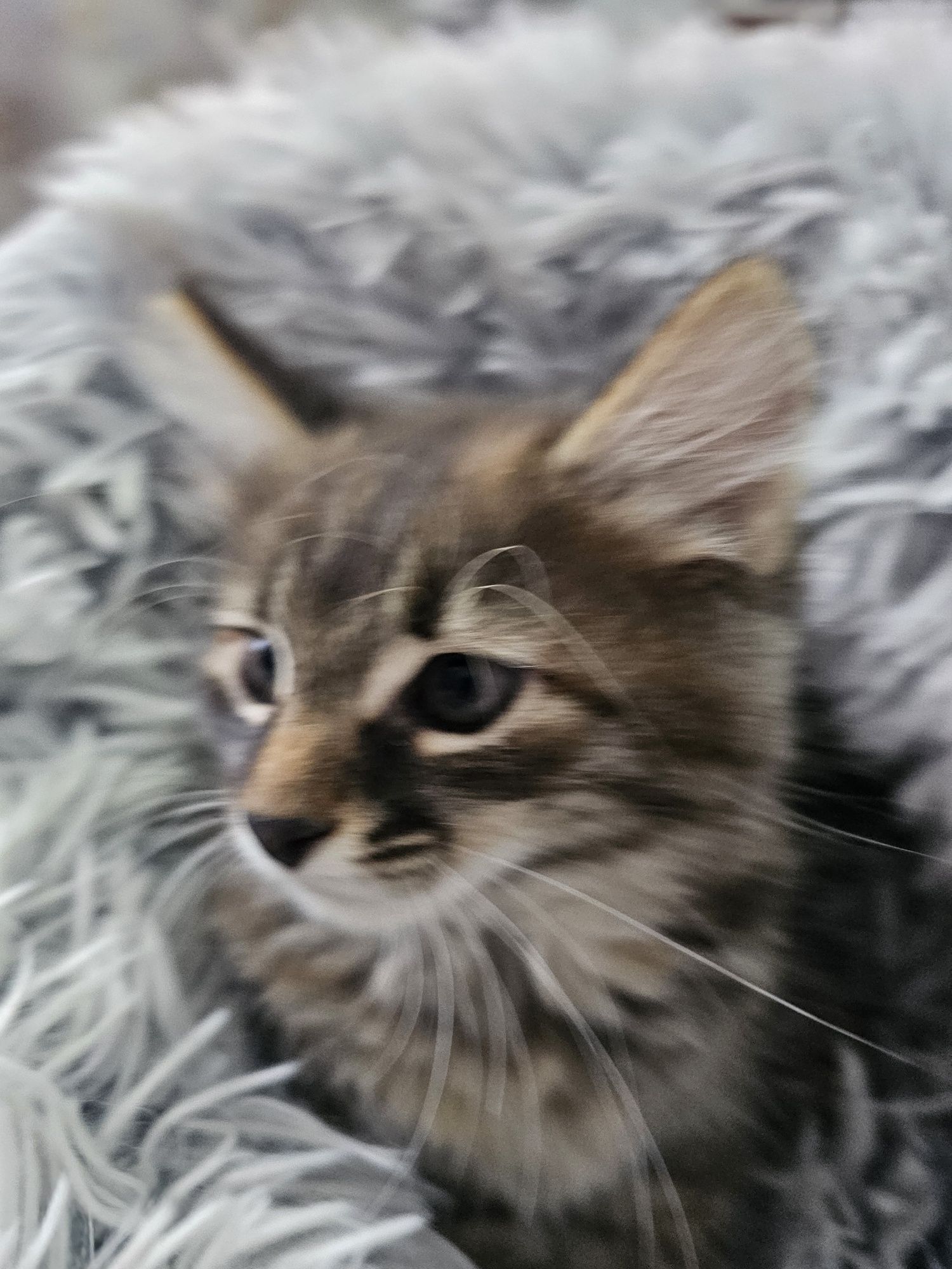 Котята девочки лапочки.