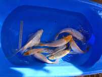 Oferta!! Crap koi 25cm+